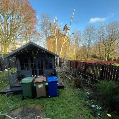 Trees after careful pruning work